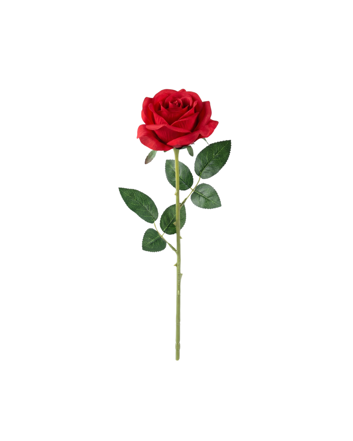 SINGLE STEMS