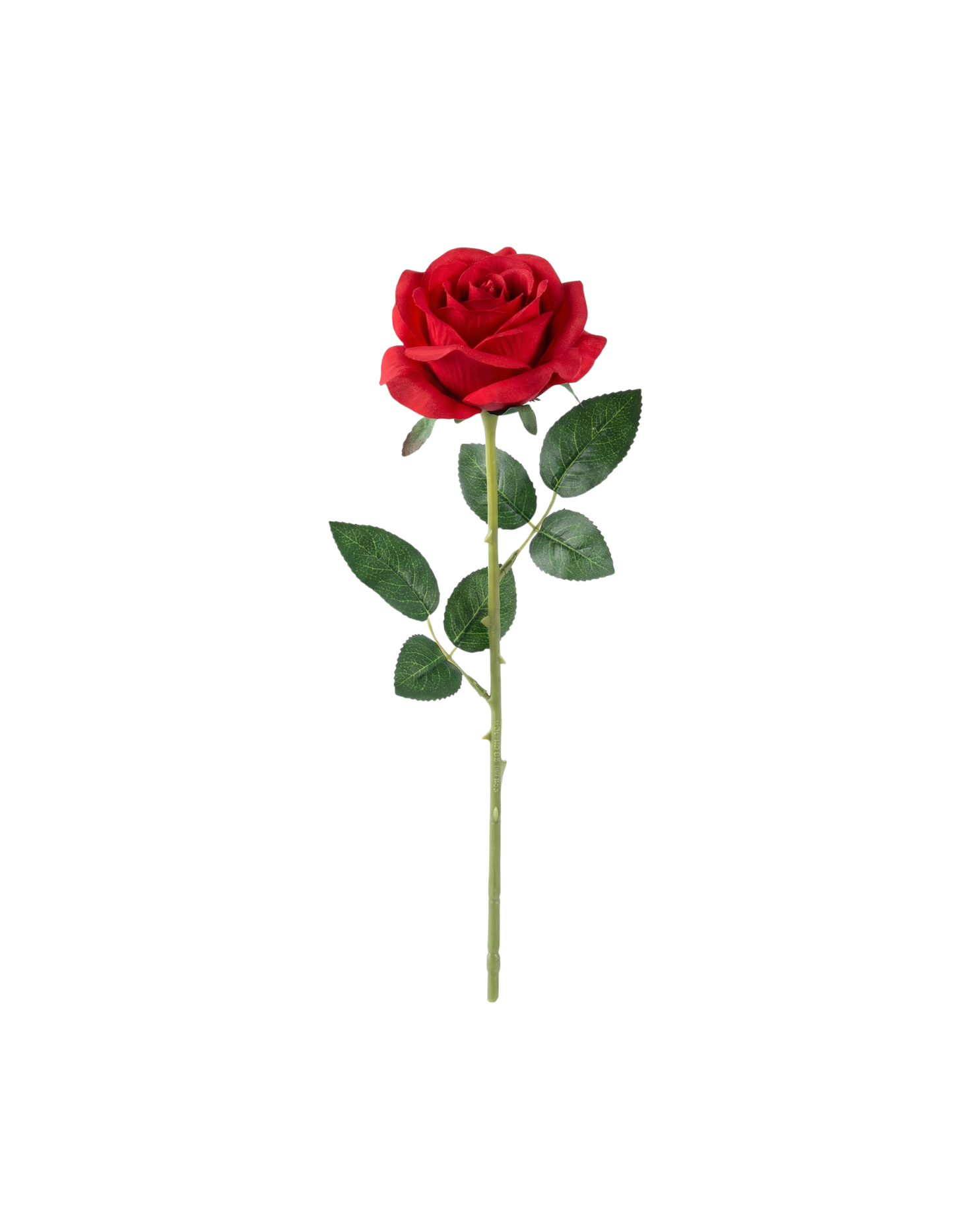SINGLE STEMS