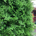 California Hedge Greenery Backdrops | 504