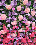 Purple & Pink Wild Hydrengea Premium Flower Backdrops | 223