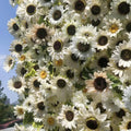 Yellow Cream Sunflower Backdrops | 091