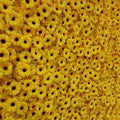 Wild Sunflower Premium Flower Backdrops | 094