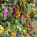 Dripping Tropical Premium Flower Backdrops | 262
