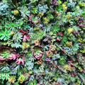 Dark Wetland Greenery Premium Flower Backdrops | 530