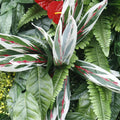 Dark Red Tropical Greenery Premium Backdrops | 523