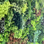 Botanical Dream Premium Greenery Flower Backdrops | 507
