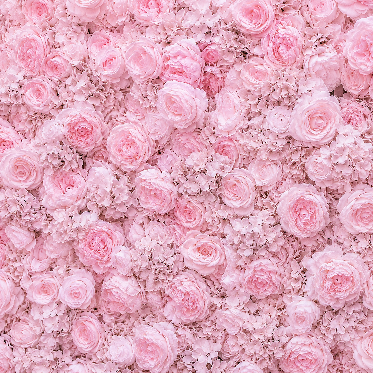 Classic Pink Rose Hydrangea Backdrop | 002