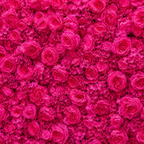 Classic Hot Pink Rose Hydrangea Backdrop | 003