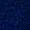 Classic Dark Blue Rose Hydrangea Backdrop | 008