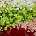 White, Green, Red and Pink Premium Rose Flower Backdrops | 327