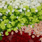 White, Green, Red and Pink Premium Rose Flower Backdrops | 327