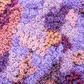 Purple, Pink and Violet Premium Rose Flower Backdrops | 325