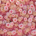 Classic Pink Sunflower Daisy Rose Deluxe Flower Backdrops | 273