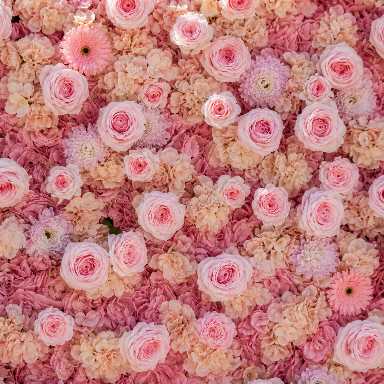 Classic Pink Sunflower Daisy Rose Deluxe Flower Backdrops | 273