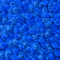 Classic Blue Rose Hydrangea Backdrop | 007
