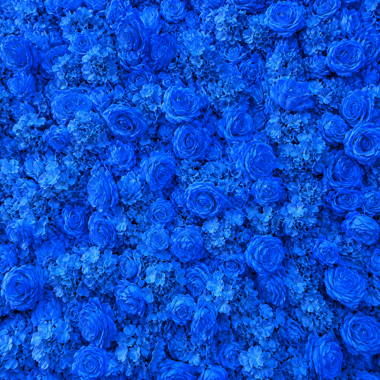 Classic Blue Rose Hydrangea Backdrop | 007