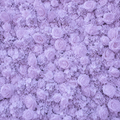 Classic Light Purple Rose Hydrangea Backdrop | 009