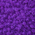 Classic Purple Rose Hydrangea Backdrop | 010