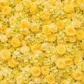 Classic Yellow Rose Hydrangea Backdrop | 012