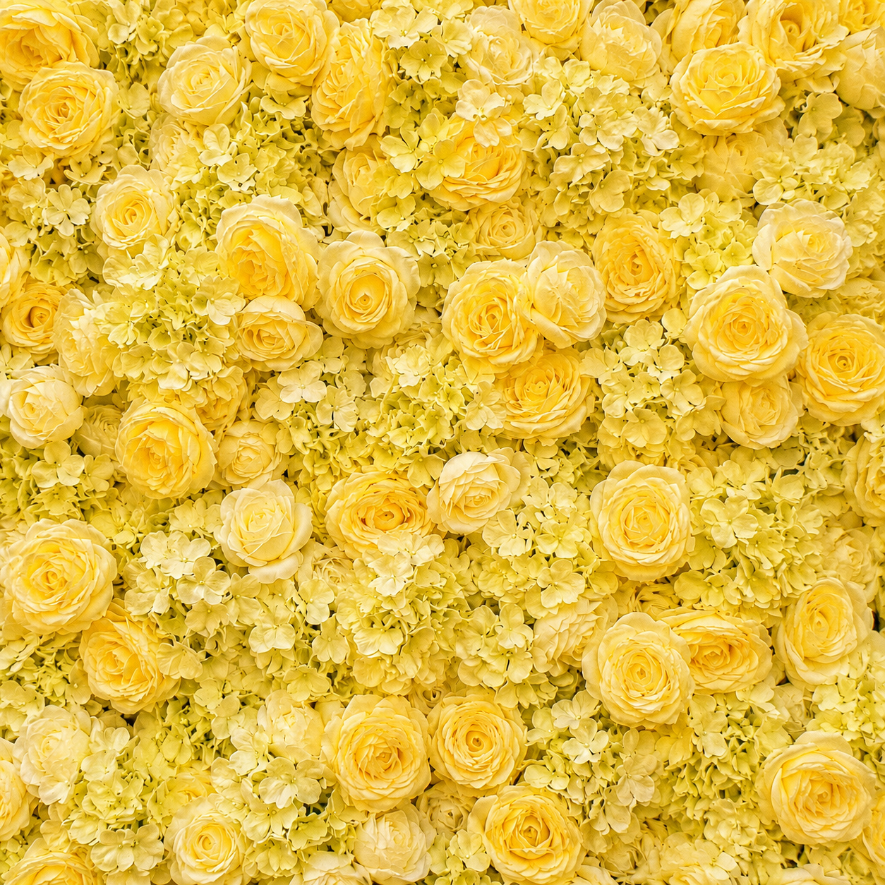 Classic Yellow Rose Hydrangea Backdrop | 012