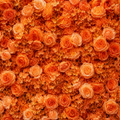 Classic Orange Rose Hydrangea Backdrop | 013