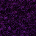 Classic Dark Purple Rose Hydrangea Backdrop | 011