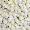 Deluxe White Rose Backdrop | 020