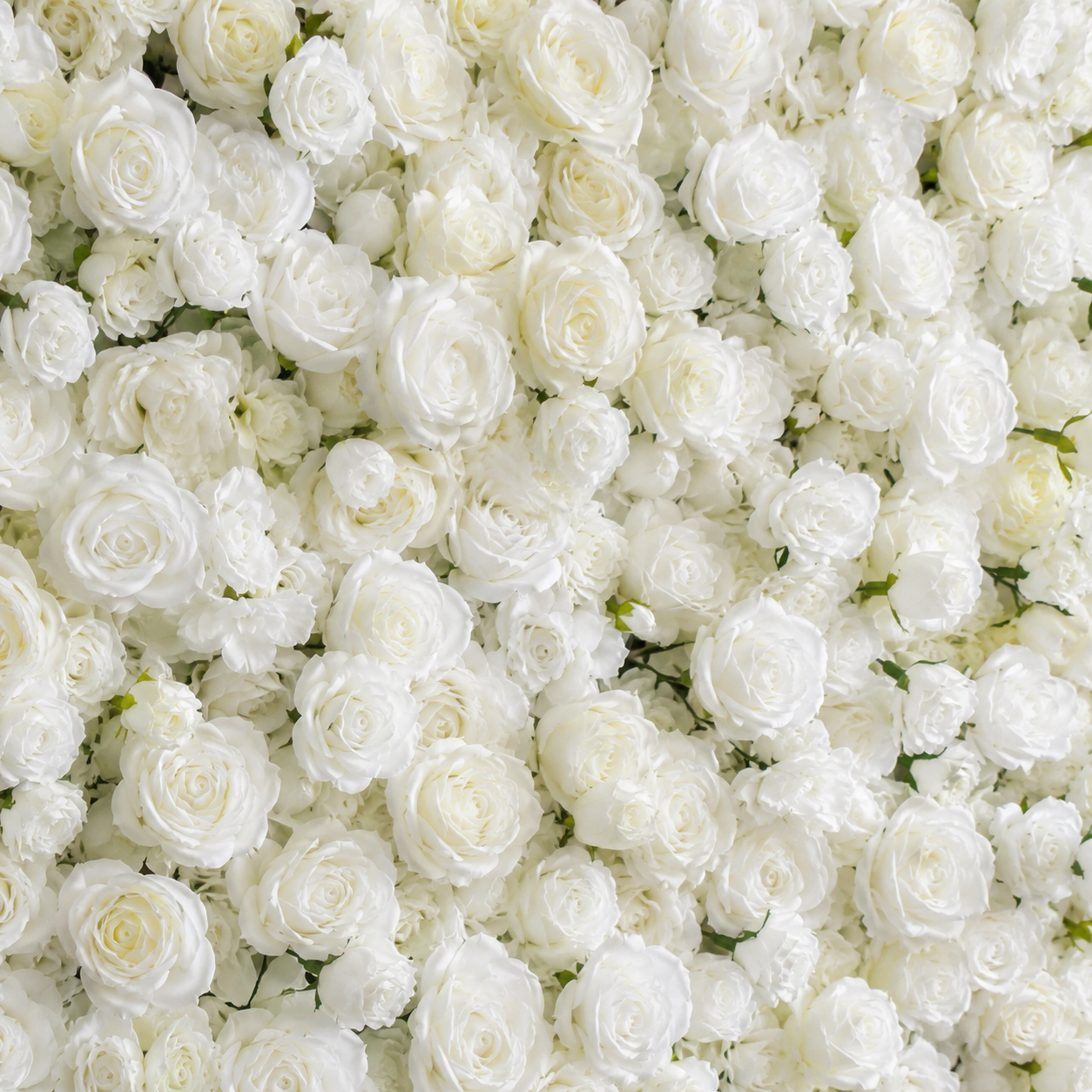 Deluxe White Rose Backdrop | 020