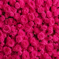 Deluxe Hot Pink Rose Backdrop | 022