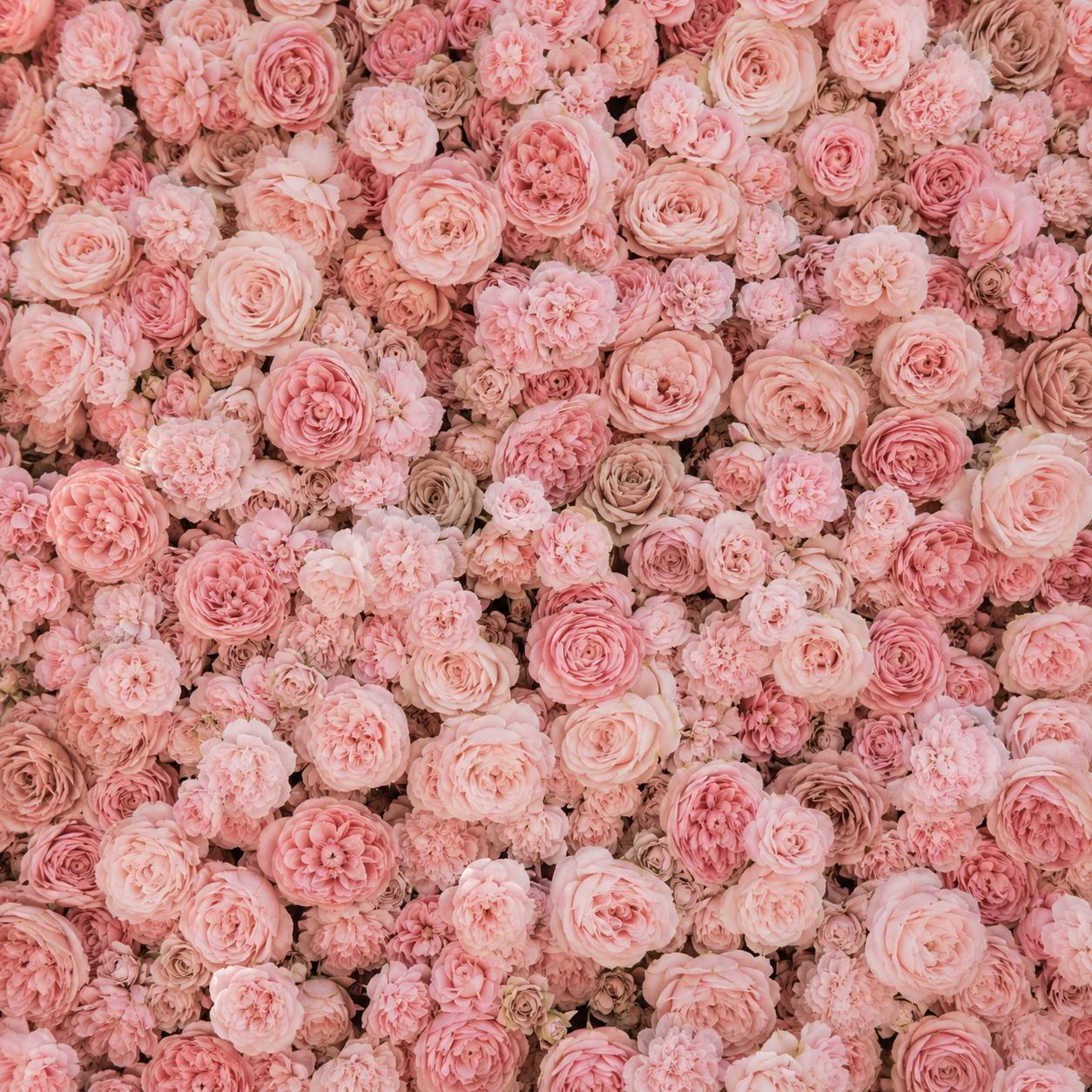Light Pink & Tan Wild Rose Premium Flower Backdrops | 271