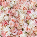 Dripping Pink and White Premium Rose Flower Backdrops | 258
