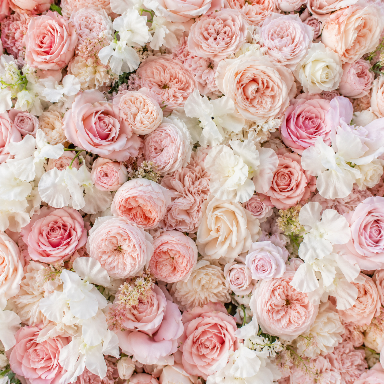 Dripping Pink and White Premium Rose Flower Backdrops | 258