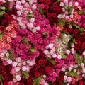 Red, Pink and Greenery Vine Premium Flower Backdrops | 256