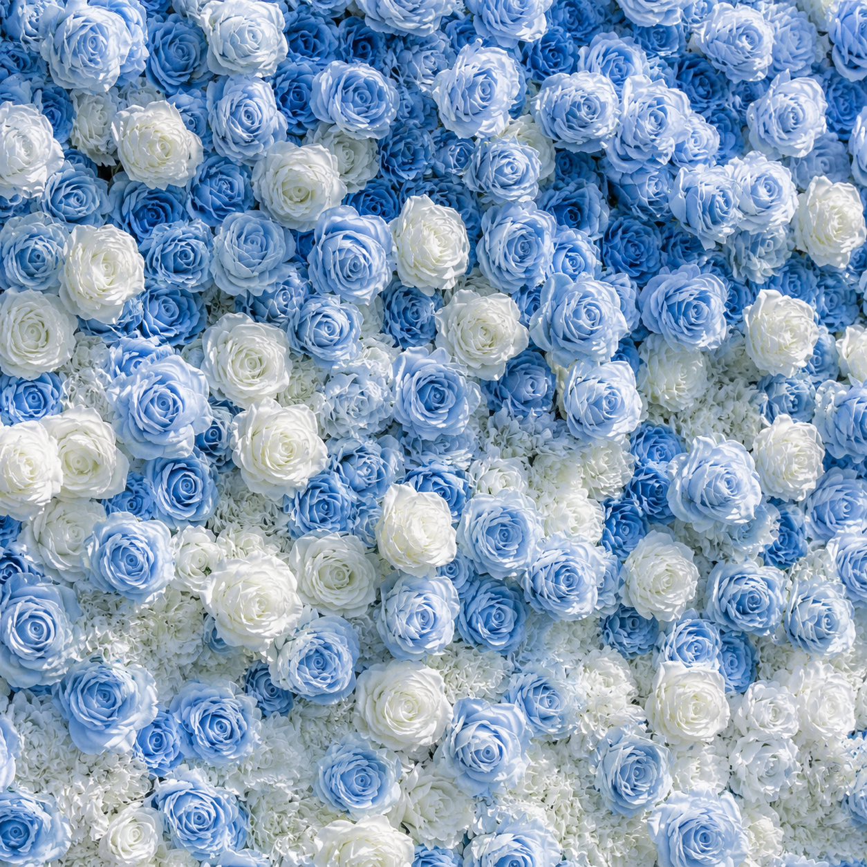Baby Blue & White Premium Ombre Flower Backdrops | 114