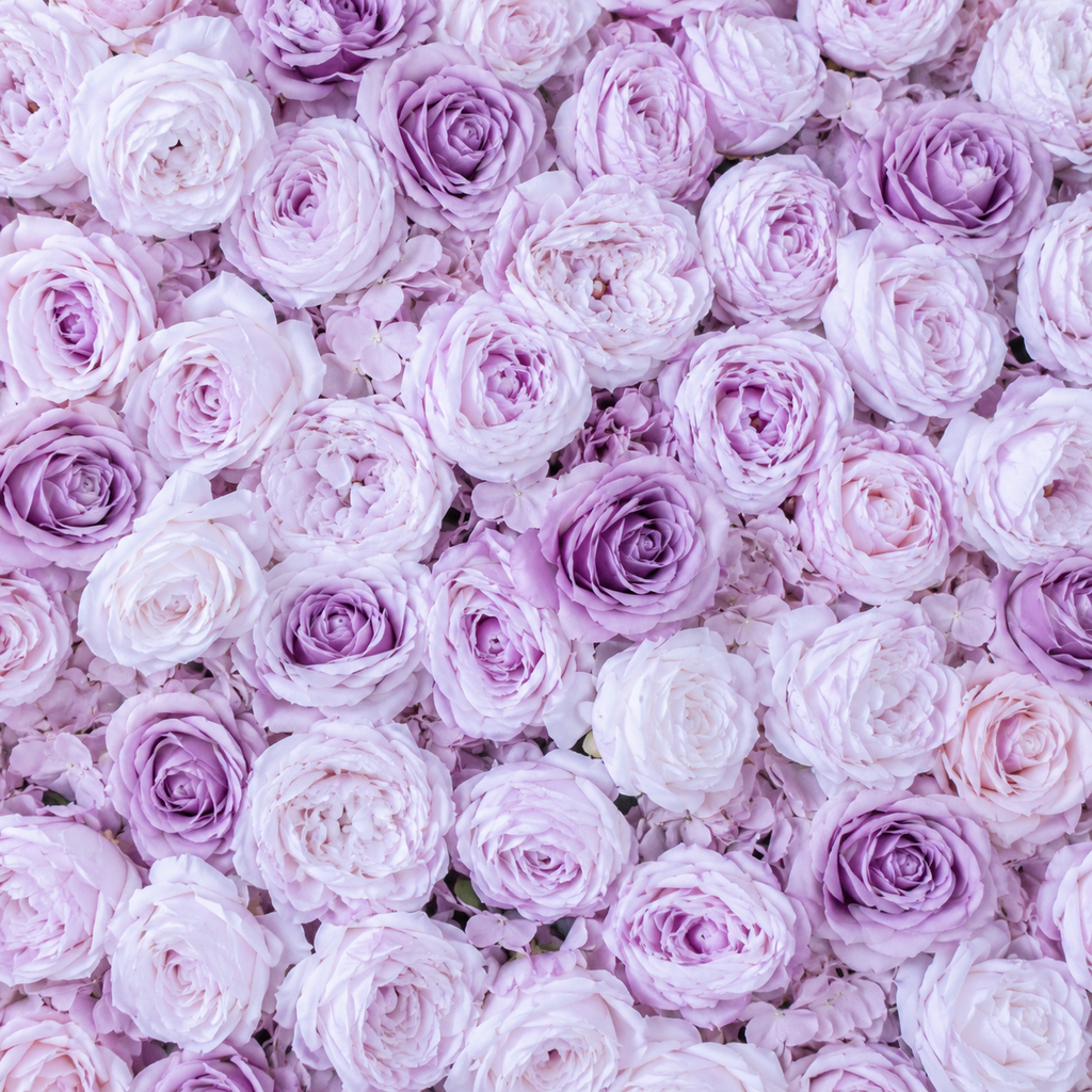 Classic Purple Lavender Rose Flower Backdrops | 270