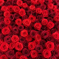 Deluxe Dark & Bright Red Rose Flower Backdrops | 027