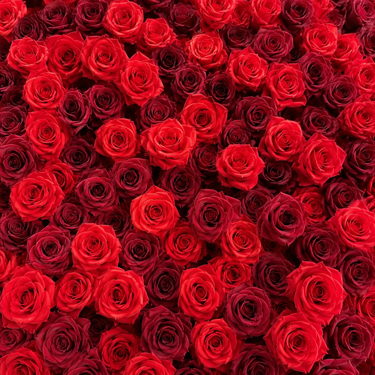 Deluxe Dark & Bright Red Rose Flower Backdrops | 027