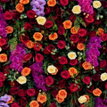 Dripping Florals Purple & Orange Premium Flower Backdrops | 119