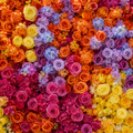 Orange, Purple, Pink and Yellow Premium Flower Backdrops | 032