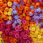 Orange, Purple, Pink and Yellow Premium Flower Backdrops | 032