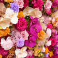 Into The Meadow Premium Fuscia and Orange Flower Backdrops | 036