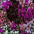 Dripping Fuscia, White and Pink Premium Flower Backdrops | 038