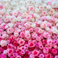 Pink & White Premium Ombre Flower Backdrops | 112