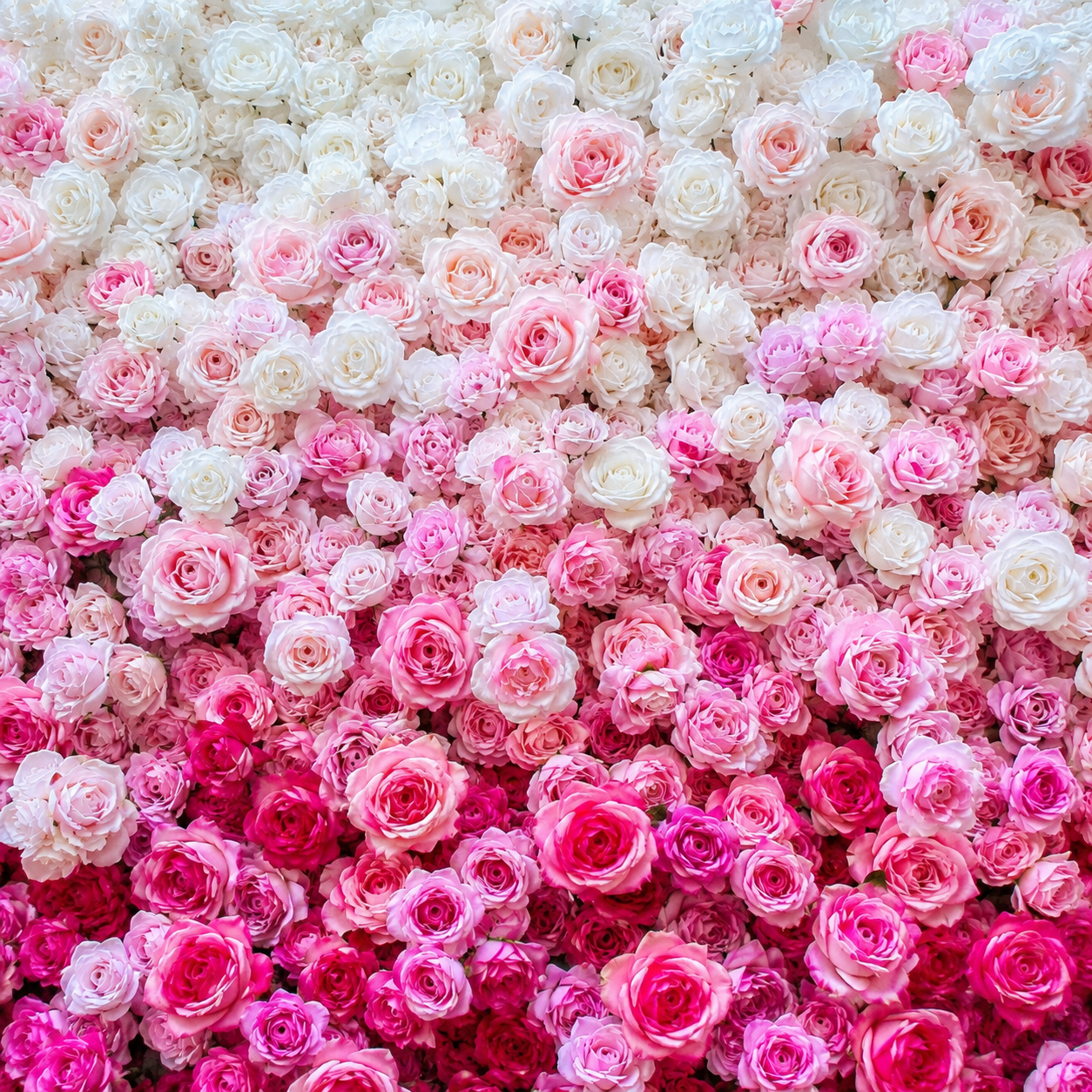 Pink & White Premium Ombre Flower Backdrops | 112