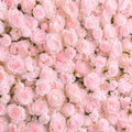 Deluxe Light Pink Rose Backdrop | 021