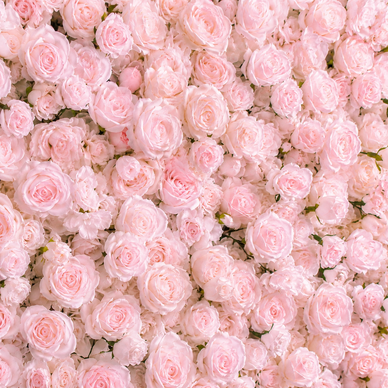 Deluxe Light Pink Rose Backdrop | 021