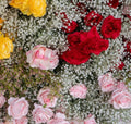 Babys Breath White, Orange, Yellow and Pink Premium Flower Backdrops | 711