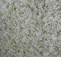 Original Baby's Breath Flower Backdrops | 066