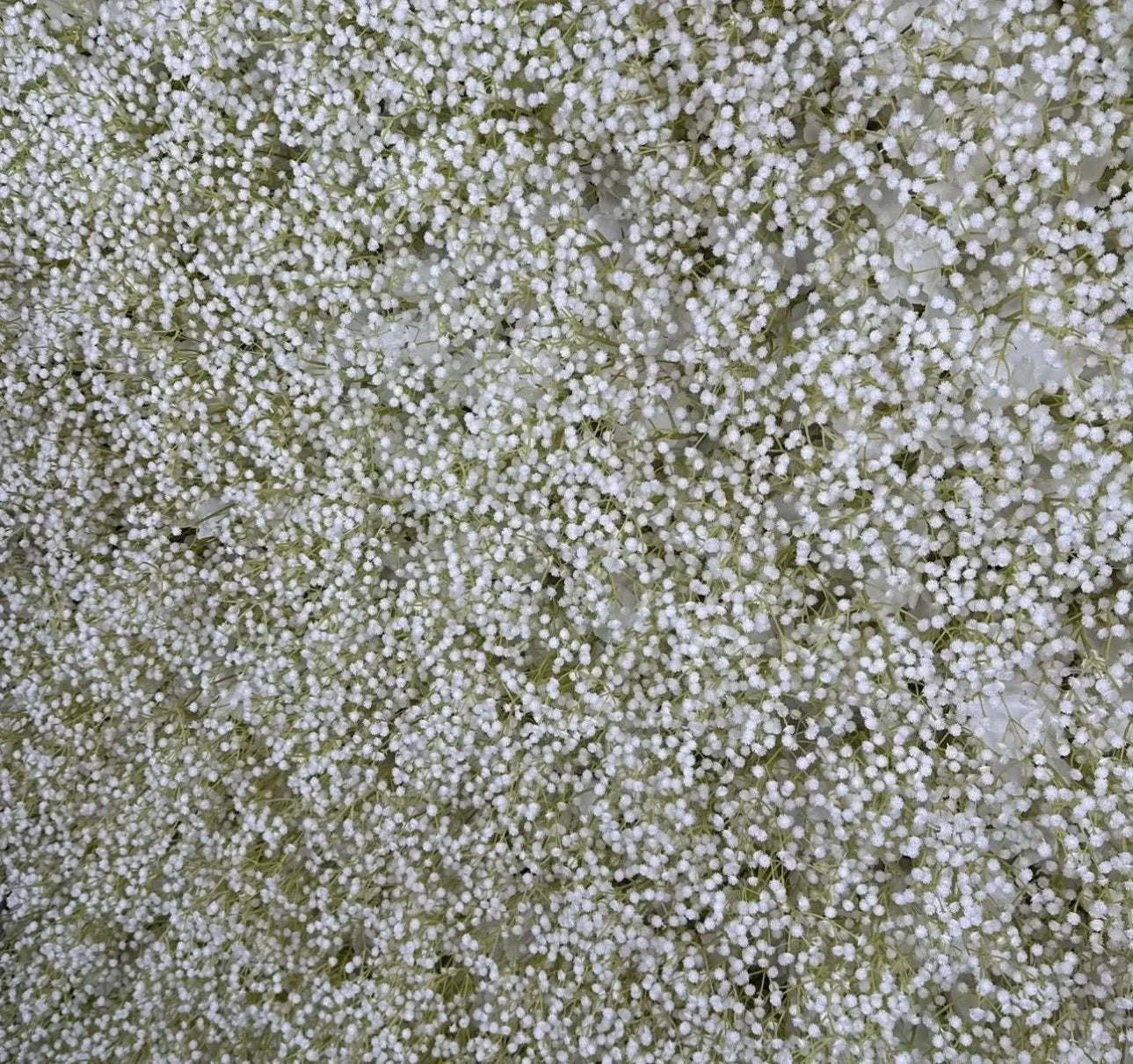 Original Baby's Breath Flower Backdrops | 066
