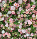 Pink & Green Rose Premium Flower Backdrops | 152